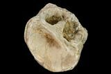 Fossil Xiphactinus (Cretaceous Fish) Vertebra - Kansas #139292-1